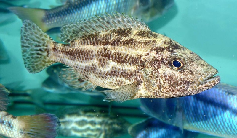Nimbochromis polystigma